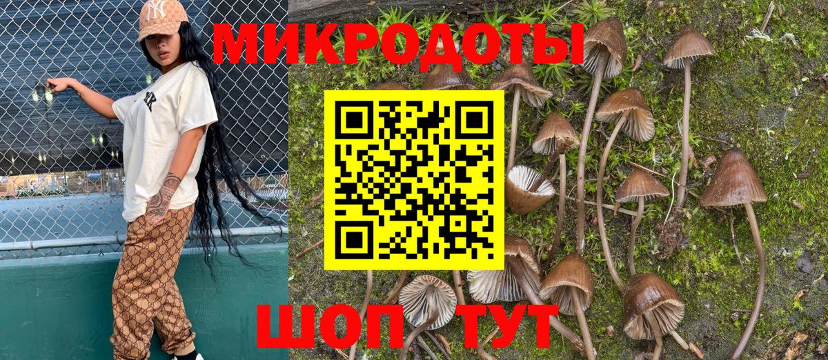 Псилоцибиновые грибы Cubensis Балтийск